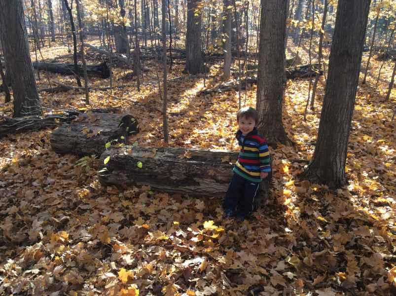 children playing in leaves
